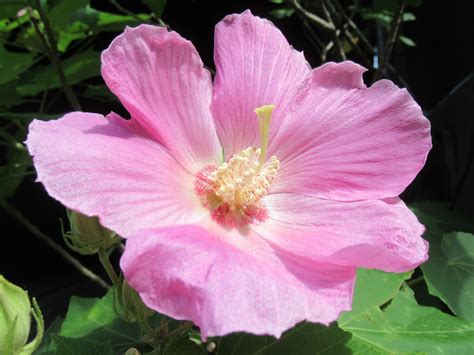 植物:b_rt8hmfh8s= 芙蓉|木芙蓉 Hibiscus mutabilis